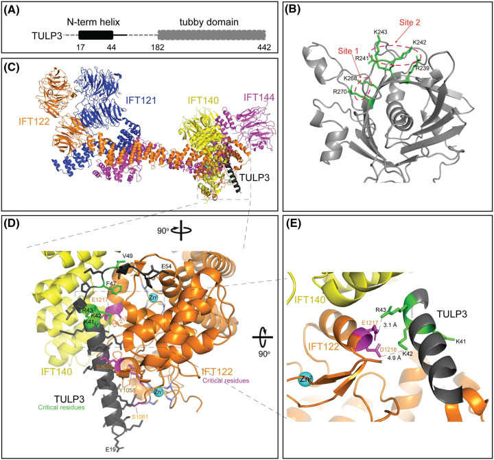 Molecular and structural perspectives on protein trafficking to the primary cilium membrane.