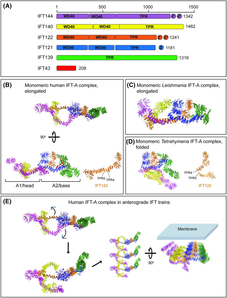 Molecular and structural perspectives on protein trafficking to the primary cilium membrane.