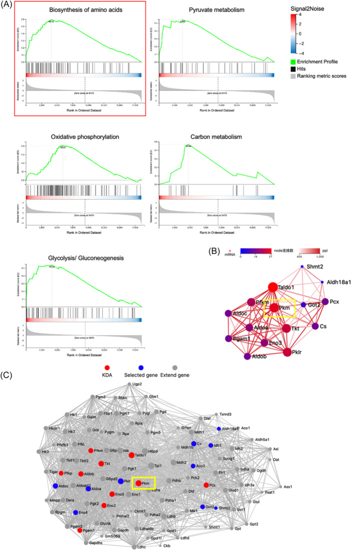 Sirt5 affects the metabolic remodeling of eosinophils by negatively regulating the level of succinylation modification of Pkm2 in eosinophilic chronic rhinosinusitis.