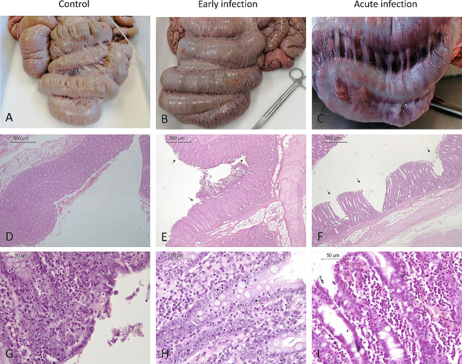 New insights into swine dysentery: faecal shedding, macro and microscopic lesions and biomarkers in early and acute stages of Brachyspira hyodysenteriae infection.