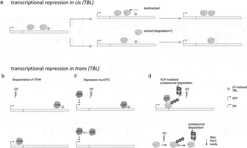 From silence to symphony: transcriptional repression and recovery in response to DNA damage.