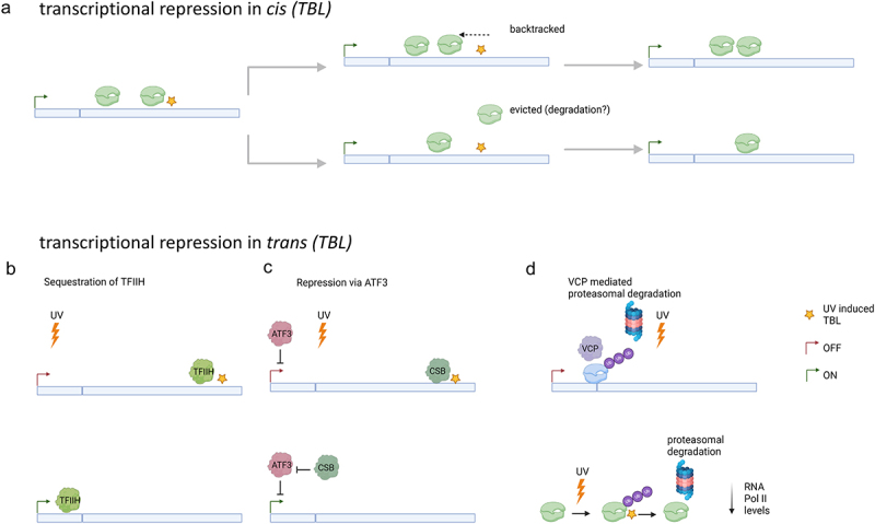 From silence to symphony: transcriptional repression and recovery in response to DNA damage.