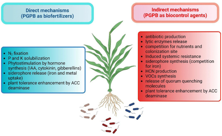 Use of plant growth-promoting bacteria to facilitate phytoremediation.