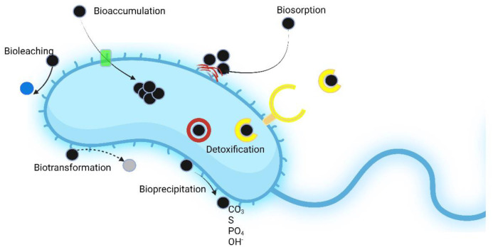 Use of plant growth-promoting bacteria to facilitate phytoremediation.