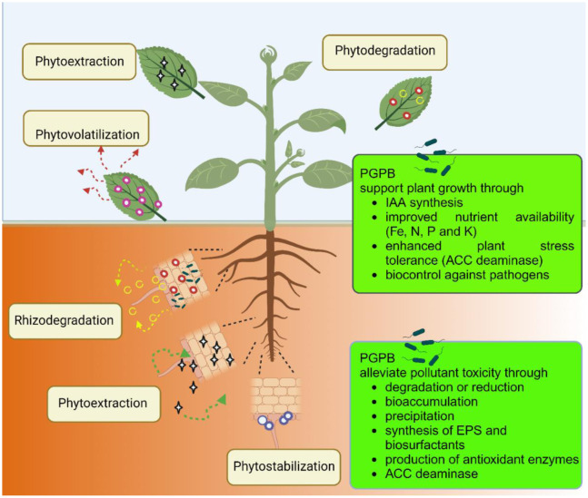 Use of plant growth-promoting bacteria to facilitate phytoremediation.