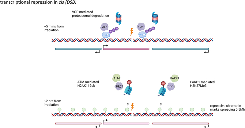 From silence to symphony: transcriptional repression and recovery in response to DNA damage.