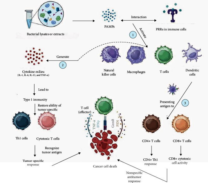 Advances in Bacterial Lysate Immunotherapy for Infectious Diseases and Cancer.