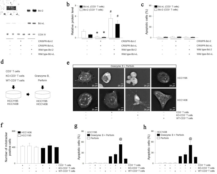 Mitochondria of T Lymphocytes Promote Anti-Pulmonary Tumor Immune Response.