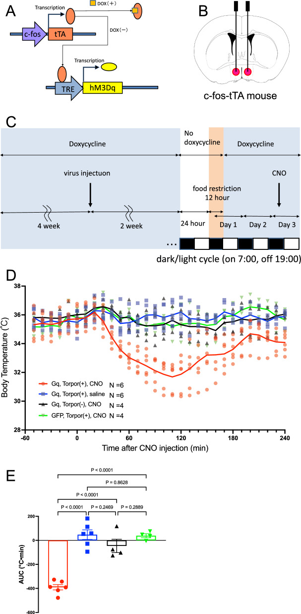 Identification of hypothermia-inducing neurons in the preoptic area and activation of them by isoflurane anesthesia and central injection of adenosine.