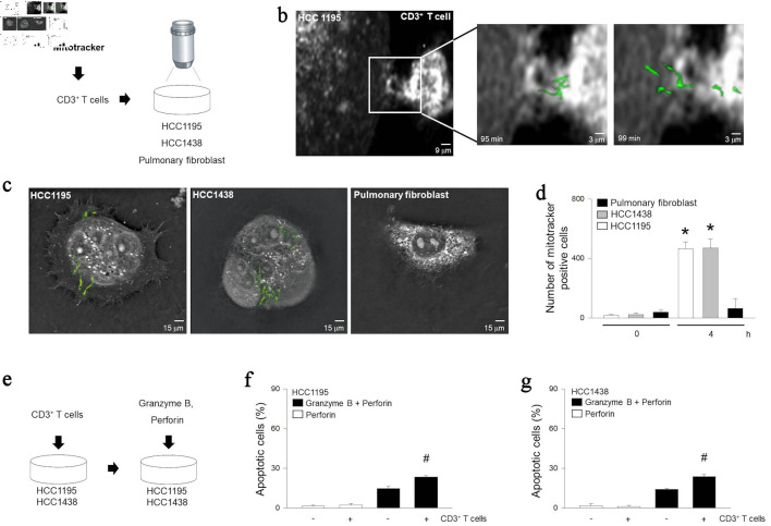 Mitochondria of T Lymphocytes Promote Anti-Pulmonary Tumor Immune Response.