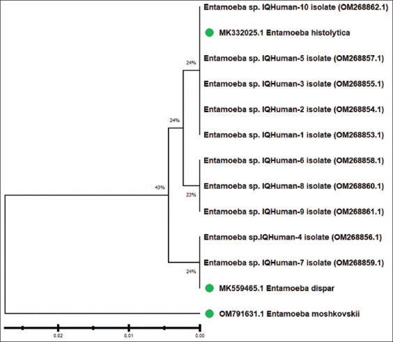 Molecular identification of <i>Entamoeba</i> spp. in humans and cattle in Baghdad, Iraq.