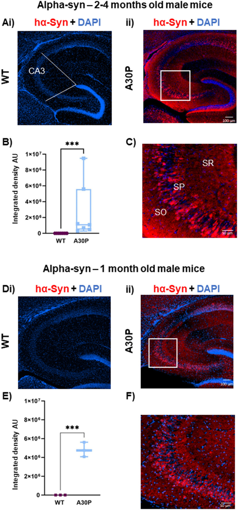 Evidence for prodromal changes in neuronal excitability and neuroinflammation in the hippocampus in young alpha-synuclein (A30P) transgenic mice.