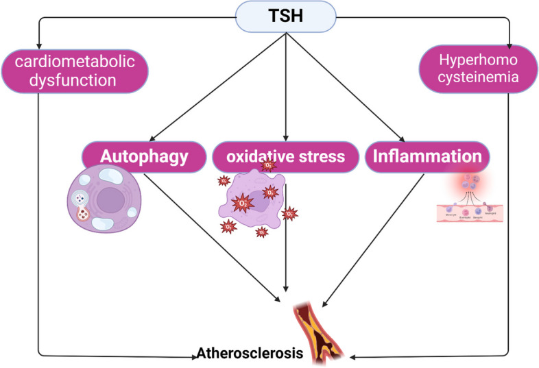 Increased thyroid stimulating hormone (TSH) as a possible risk factor for atherosclerosis in subclinical hypothyroidism.