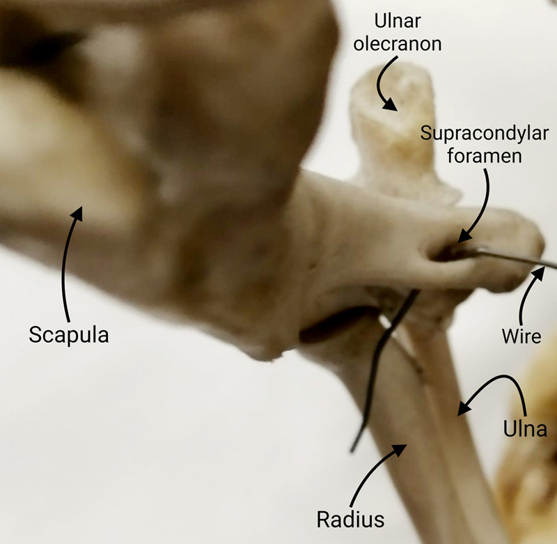 An arch worth revisiting: a study on the feline humeral supracondylar foramen and its evolutionary significance.