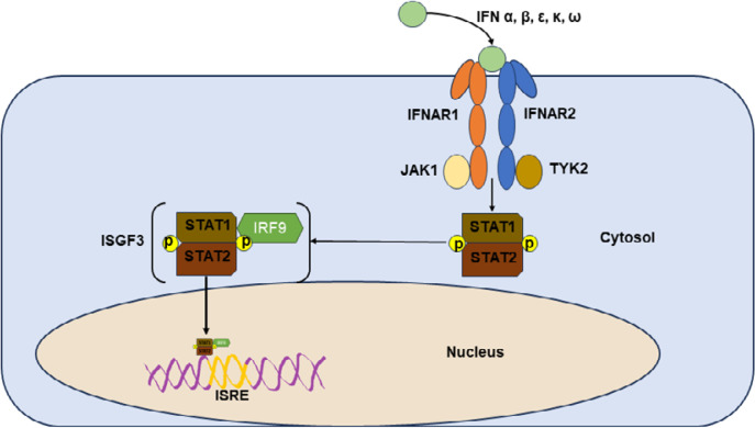 Interferon Inhibition in SLE: From Bench to Bedside.