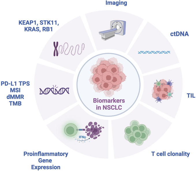 Advancing neoadjuvant therapies in resectable non-small cell lung cancer: implications for novel treatment strategies and biomarker discovery.