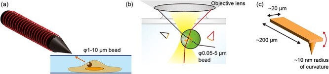 Optical microscopic imaging, manipulation, and analysis methods for morphogenesis research.