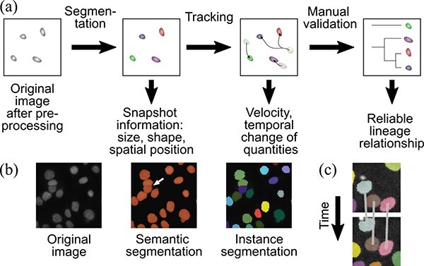 Optical microscopic imaging, manipulation, and analysis methods for morphogenesis research.