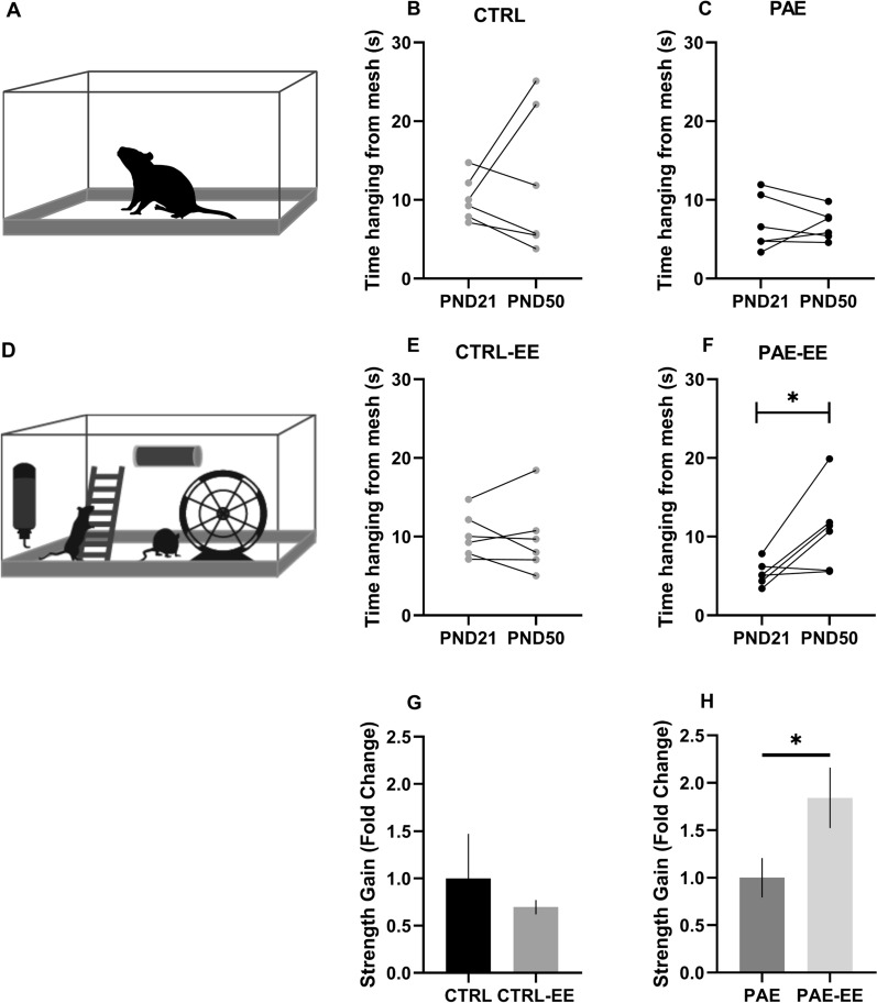 Exercise reduces physical alterations in a rat model of fetal alcohol spectrum disorders.