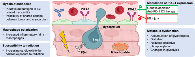 Cellular Alterations in Immune Checkpoint Inhibitor Therapy-Related Cardiac Dysfunction.
