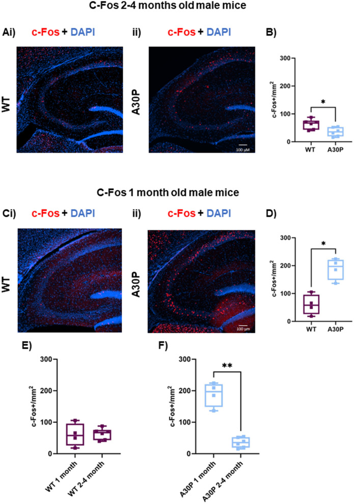 Evidence for prodromal changes in neuronal excitability and neuroinflammation in the hippocampus in young alpha-synuclein (A30P) transgenic mice.