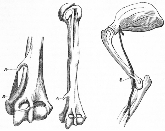 An arch worth revisiting: a study on the feline humeral supracondylar foramen and its evolutionary significance.