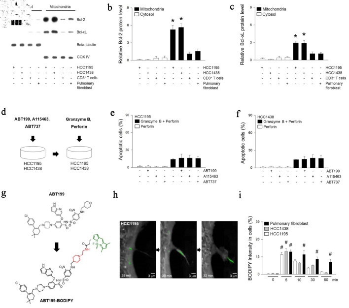 Mitochondria of T Lymphocytes Promote Anti-Pulmonary Tumor Immune Response.