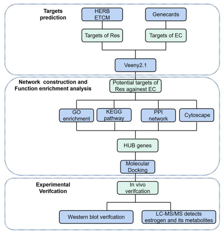 Resveratrol activates MAPK/ERK pathway to regulate oestrogen metabolism in type I endometrial cancer.