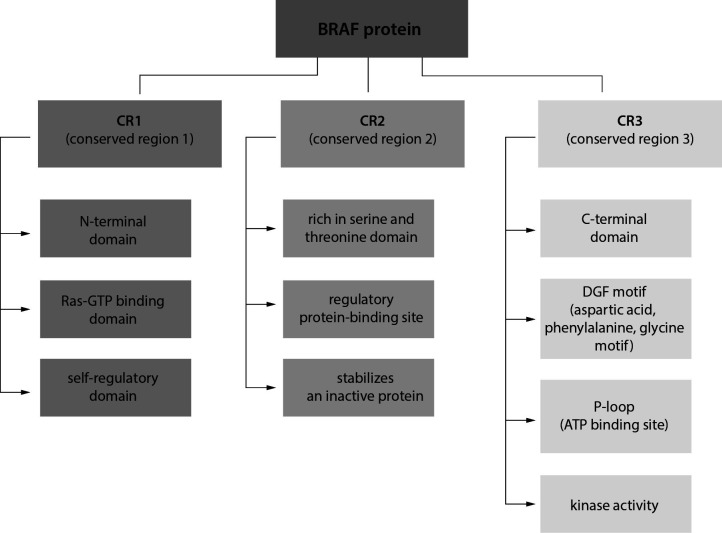 Hairy cell leukemia - etiopathogenesis, diagnosis and modern therapeutic approach.