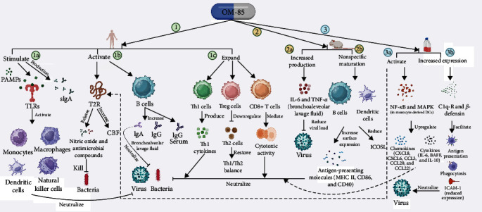Advances in Bacterial Lysate Immunotherapy for Infectious Diseases and Cancer.