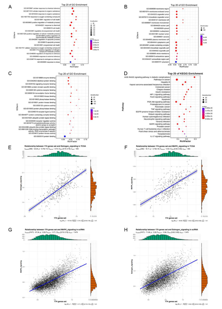 Resveratrol activates MAPK/ERK pathway to regulate oestrogen metabolism in type I endometrial cancer.