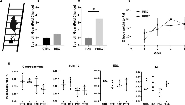 Exercise reduces physical alterations in a rat model of fetal alcohol spectrum disorders.
