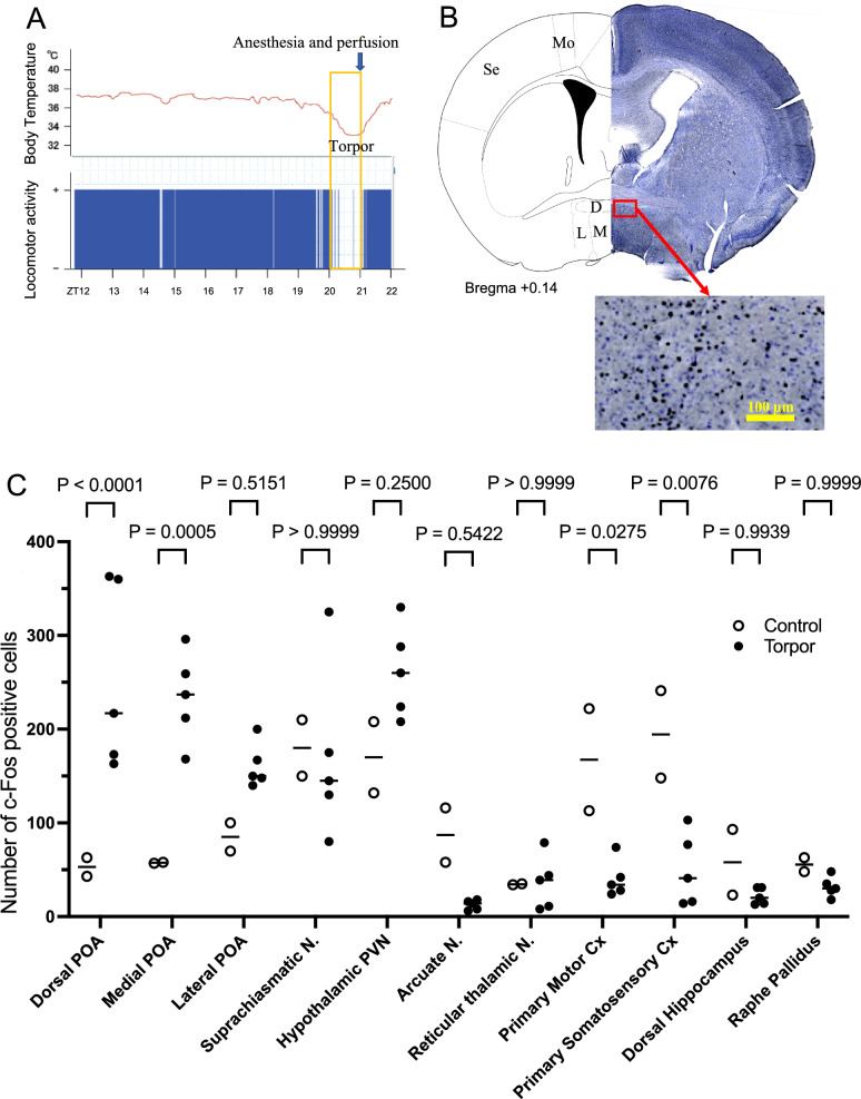 Identification of hypothermia-inducing neurons in the preoptic area and activation of them by isoflurane anesthesia and central injection of adenosine.