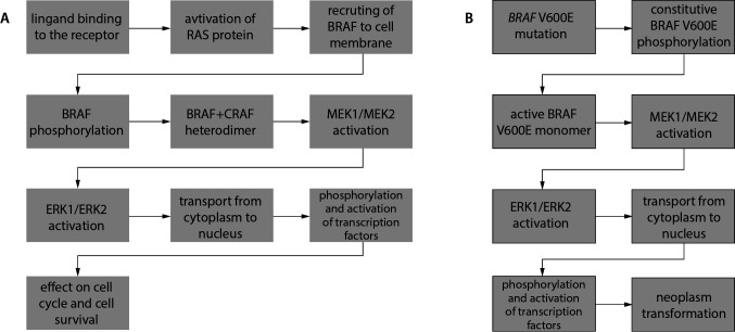 Hairy cell leukemia - etiopathogenesis, diagnosis and modern therapeutic approach.