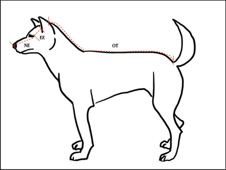Predicting dog tracheal diameter and length: A tool for improved intubation.