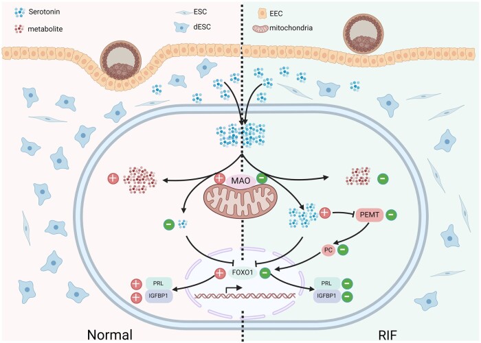 Dysregulation of endometrial stromal serotonin homeostasis leading to abnormal phosphatidylcholine metabolism impairs decidualization in patients with recurrent implantation failure.