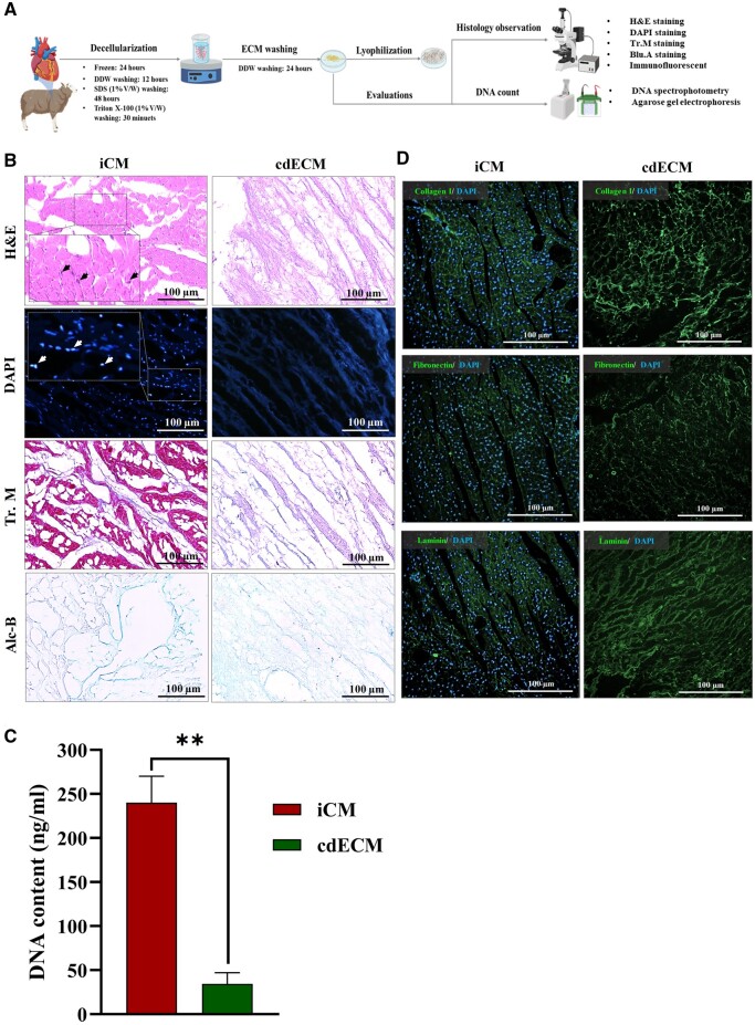 Promotion of cardiac microtissue assembly within G-CSF-enriched collagen I-cardiogel hybrid hydrogel.