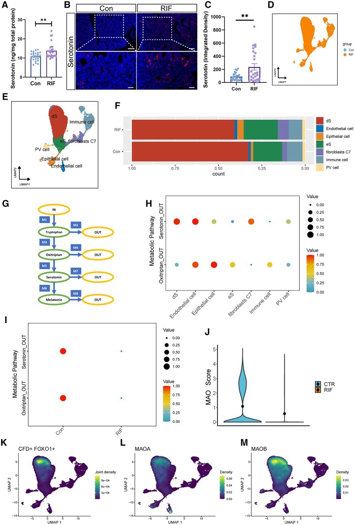 Dysregulation of endometrial stromal serotonin homeostasis leading to abnormal phosphatidylcholine metabolism impairs decidualization in patients with recurrent implantation failure.