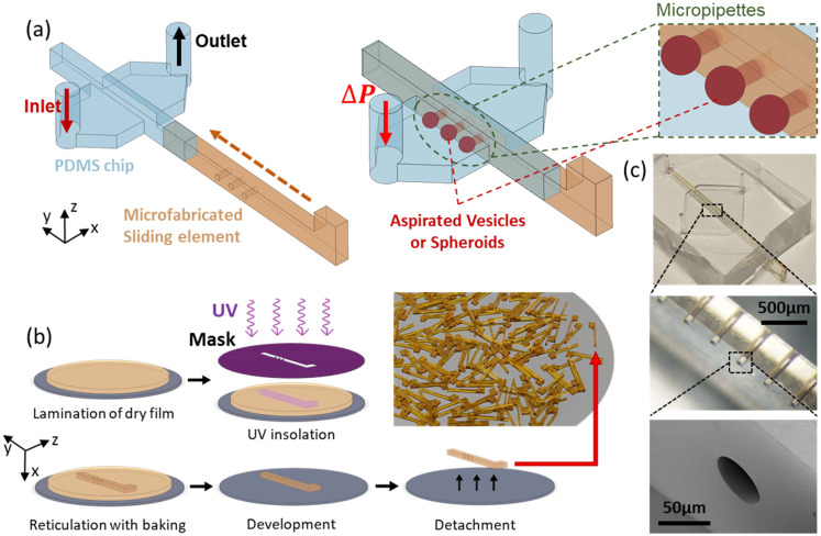 Parallel on-chip micropipettes enabling quantitative multiplexed characterization of vesicle mechanics and cell aggregates rheology.