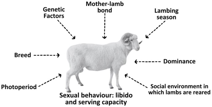 Systematic review of hormonal strategies to improve fertility in rams.
