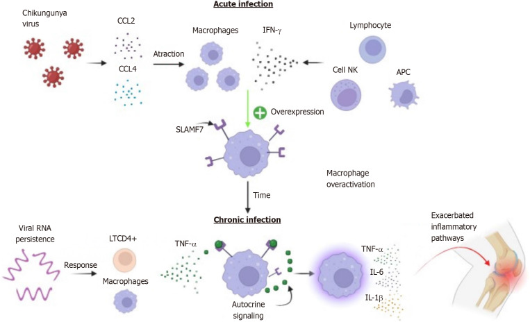 Long chikungunya? An overview to immunopathology of persistent arthralgia.
