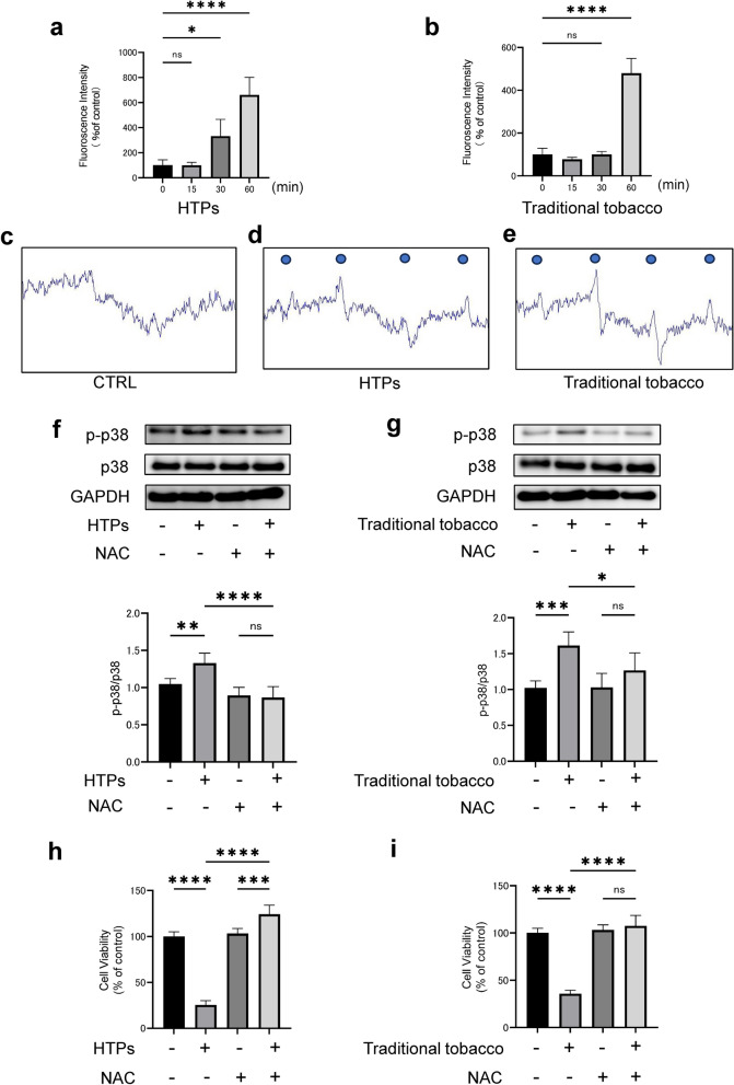 Cytotoxic effects of the cigarette smoke extract of heated tobacco products on human oral squamous cell carcinoma: the role of reactive oxygen species and CaMKK2.