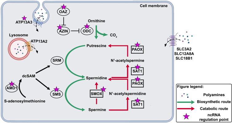 Unveiling the hidden players: noncoding RNAs orchestrating polyamine metabolism in disease.