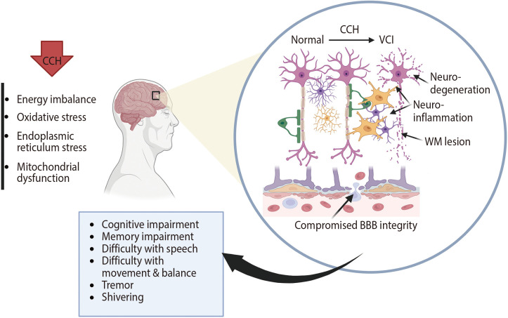 Intermittent Metabolic Switching and Vascular Cognitive Impairment.
