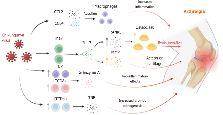 Long chikungunya? An overview to immunopathology of persistent arthralgia.