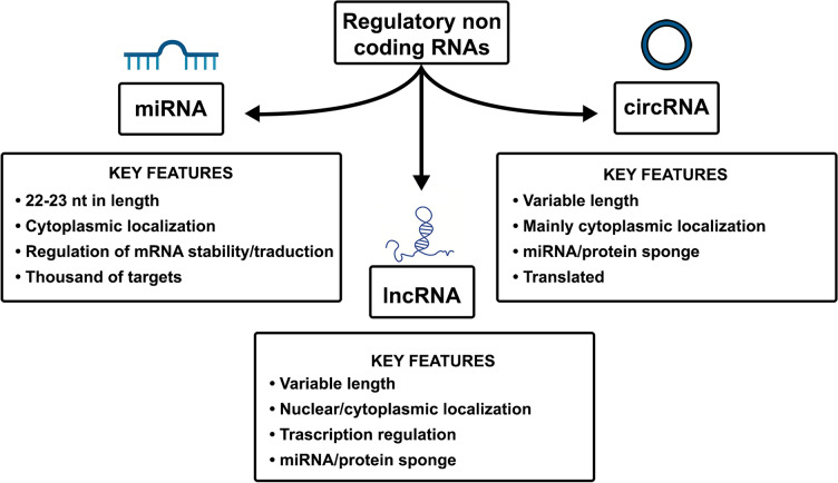 Unveiling the hidden players: noncoding RNAs orchestrating polyamine metabolism in disease.