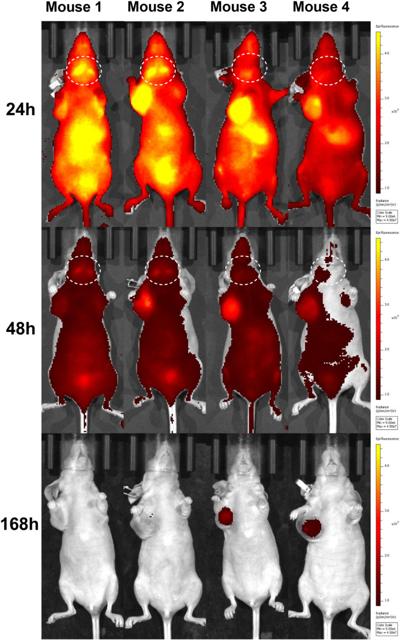 Comparison of Tumor Non-specific and PD-L1 Specific Imaging by Near-Infrared Fluorescence/Cerenkov Luminescence Dual-Modality In-situ Imaging.