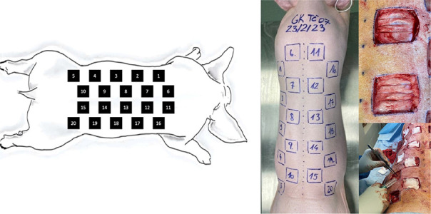 Porcine model of a complicated skin and soft tissue infection caused by <i>Pseudomonas aeruginosa</i>.