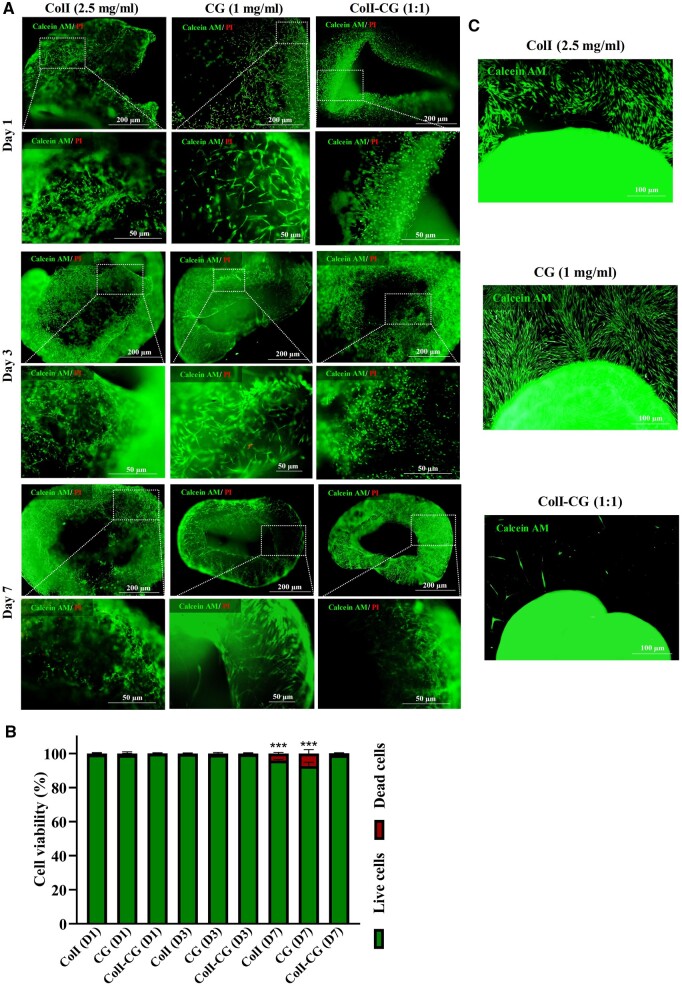 Promotion of cardiac microtissue assembly within G-CSF-enriched collagen I-cardiogel hybrid hydrogel.