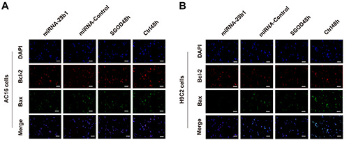 The role of miRNA-29b1 on the hypoxia-induced apoptosis in mammalian cardiomyocytes.